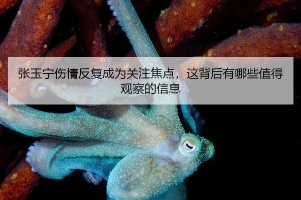 张玉宁伤情反复成为关注焦点，这背后有哪些值得观察的信息